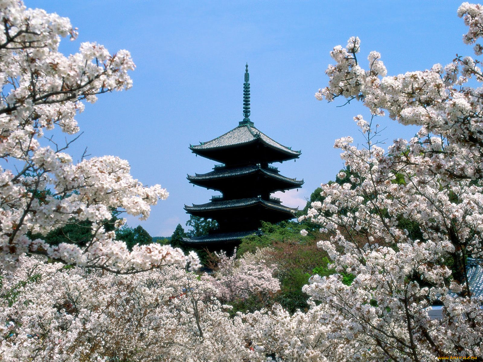 cherry, blossoms, ninna, ji, temple, grounds, kyoto, japan, , , , 